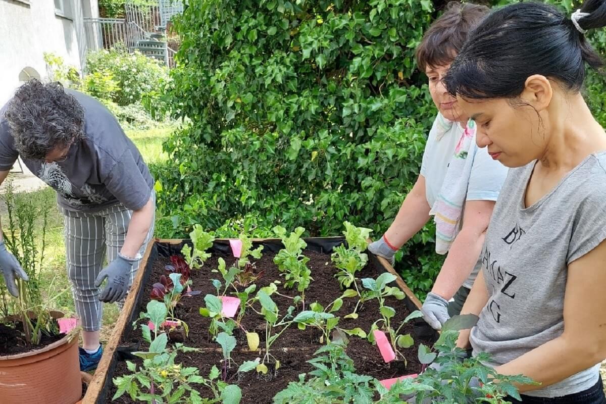 Ein Gemüsehochbeet wird bepflanzt